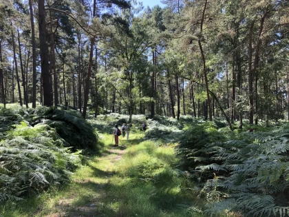 Balade immersive en forêt – Tous les sens en éveil ! - Chantilly Senlis Fun