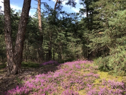 Balade immersive en forêt – Tous les sens en éveil ! - Chantilly Senlis Fun