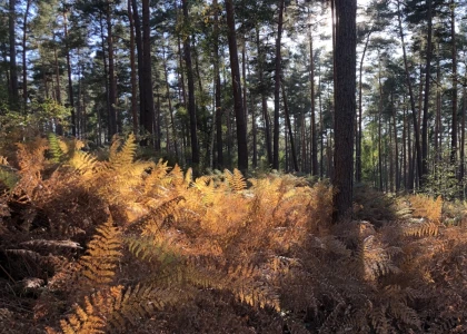 Balade immersive et sensorielle en forêt - Chantilly Senlis Fun