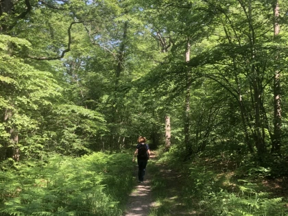 Balade immersive sur mesure dans le Massif des Trois Forêts, pour 1 ou 2 personnes. - Chantilly Senlis Fun