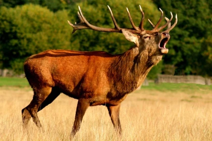 Sortie Brame du Cerf en forêt de Chantilly - Chantilly Senlis Fun
