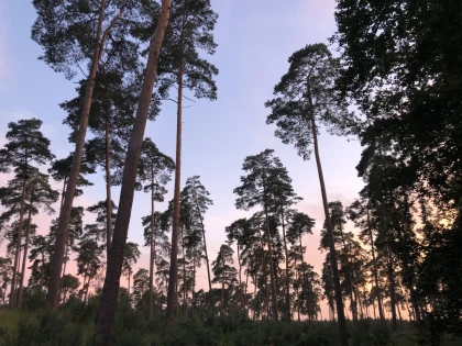 Marche en forêt du coucher de soleil aux premières étoiles - Chantilly Senlis Fun