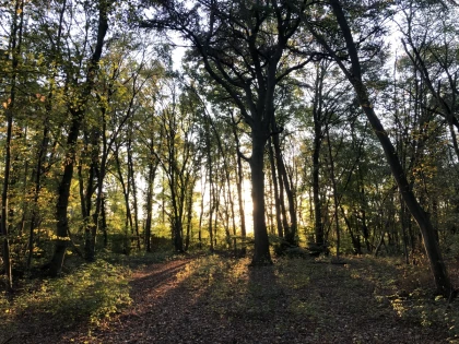 Marche en forêt du coucher de soleil aux premières étoiles - Chantilly Senlis Fun