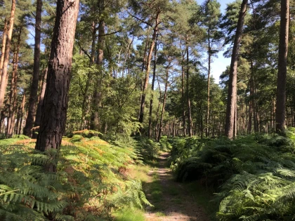 Micro-aventure, demi-journée de découverte de la forêt - Chantilly Senlis Fun