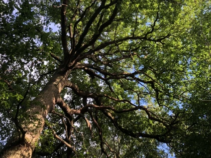 Micro-aventure, demi-journée de découverte de la forêt - Chantilly Senlis Fun