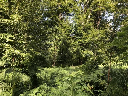 Micro-aventure, demi-journée de découverte de la forêt - Chantilly Senlis Fun