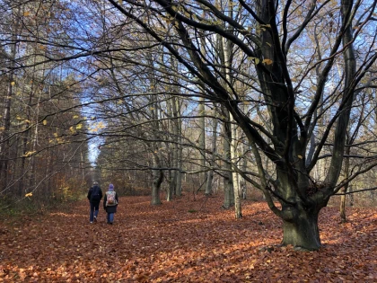 Balade immersive sur mesure dans le Massif des Trois Forêts, pour 1 ou 2 personnes. - Chantilly Senlis Fun