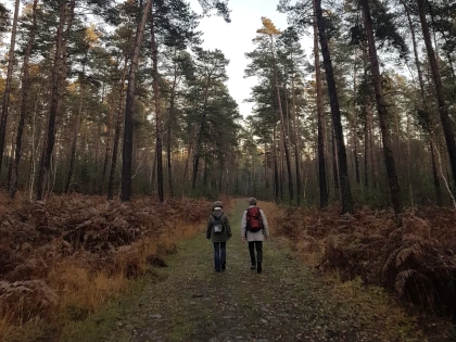 Marche en forêt du coucher de soleil aux premières étoiles - Chantilly Senlis Fun